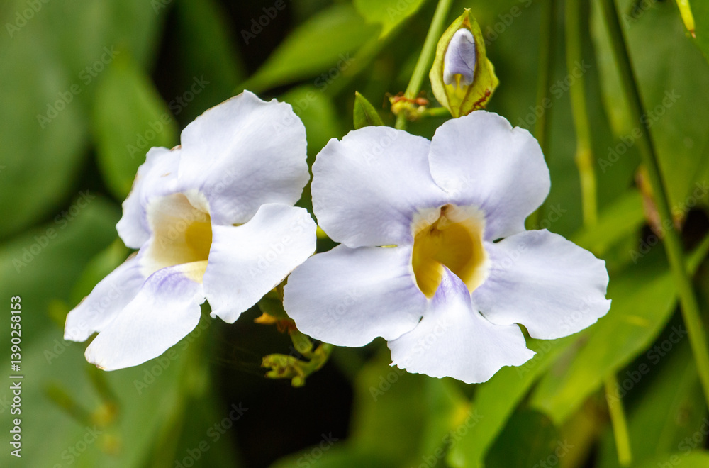 Obraz premium Two white flowers with yellow centers