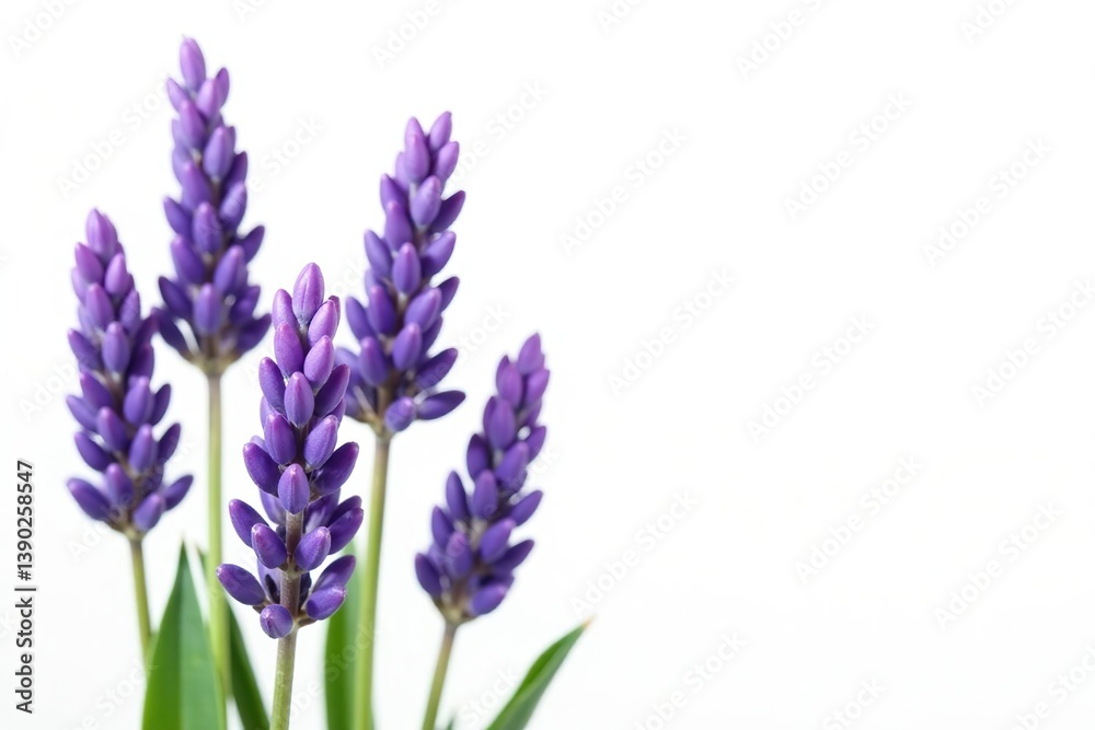 Obraz premium Lavender flowers isolated on white background, beauty, soothing