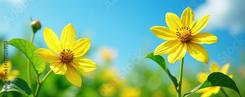 Lush yellow Showy Goldeneye flowers with green leaves against a blue sky background,  blue sky,  vibrant