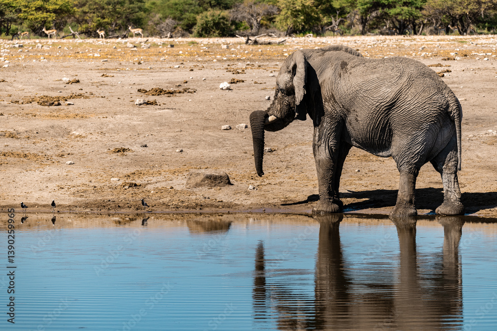 Obraz premium Majestic Bull Elephant in the Savannah Light – Animal of Africa