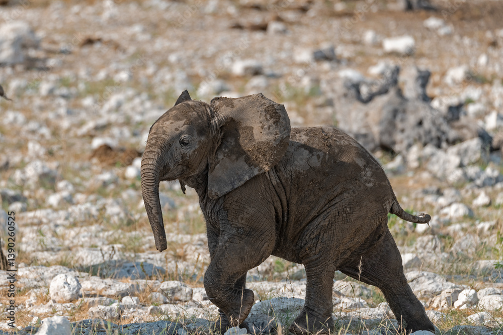 Fototapeta premium Majestic Bull Elephant in the Savannah Light – Animal of Africa