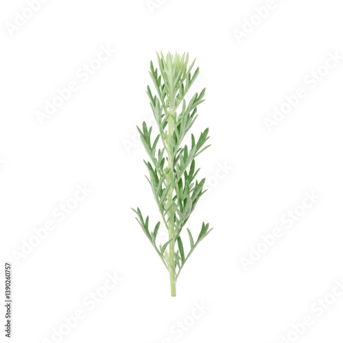 Silvermound artemisia plant growing on white background