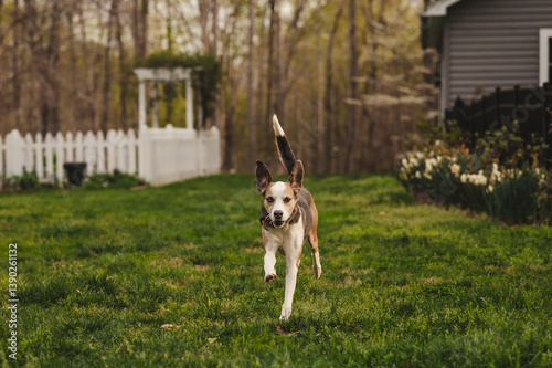 Hound Dog Running with Ears Flopping