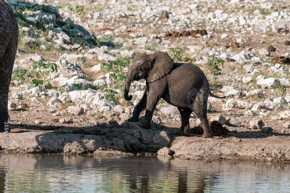 Fototapeta premium wild african elephant . safari botswana