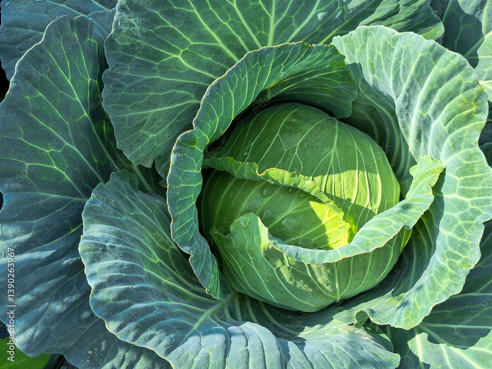 cabbage in the garden cabbage in the garden