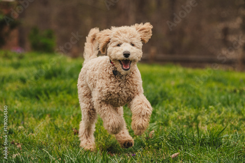 Poodle Puppy Running in a Field
