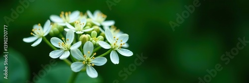 Macro shot of delicate white flowers cluster on dark green background, Black Sambucus Sambucus nigra in spring garden, flowers,  nature concept
