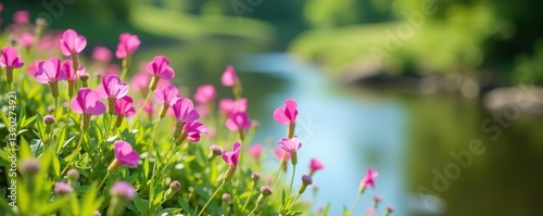 Pretty sweet pea flowers growing in summer, with small pink wildflowers on a riverbank creating a beautiful floral background,  beautiful,  pink