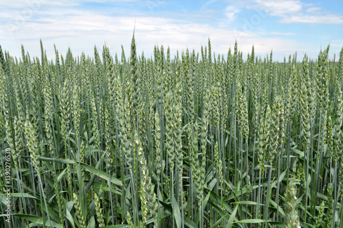 Green winter wheat grows in a summer field