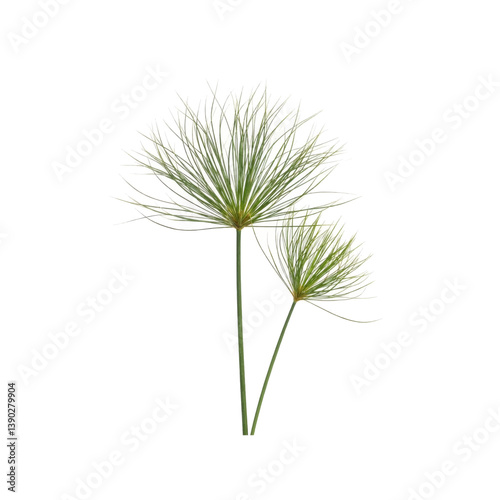 Two stems of papyrus plant with delicate green leaves on white background