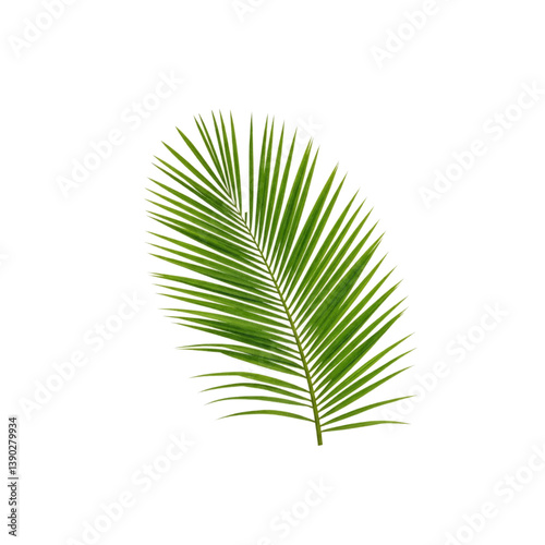 Green palm leaf isolated on white background representing tropical nature