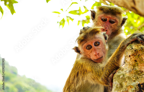 Two frightened monkeys