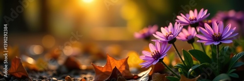 Purple aster flowers blooming among fallen leaves in a sunlit autumn garden,  flora,  beautiful