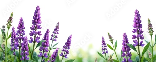 Purple flowers and green leaves of lucerne (Medicago) on white background,  colorful,  flora
