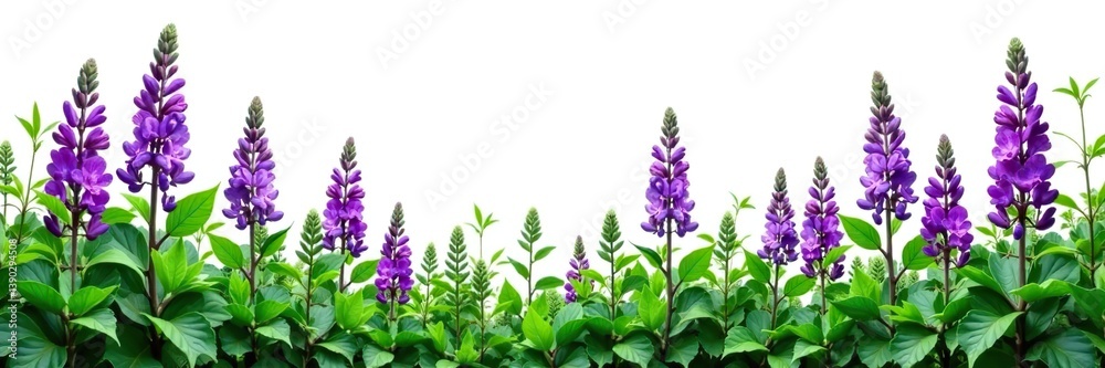 Obraz premium Purple flowers and lush green leaves of lucerne (Medicago) create a vibrant and eye-catching display on a white background, season, flora