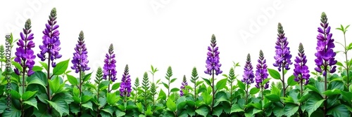 Purple flowers and lush green leaves of lucerne (Medicago) create a vibrant and eye-catching display on a white background,  season,  flora