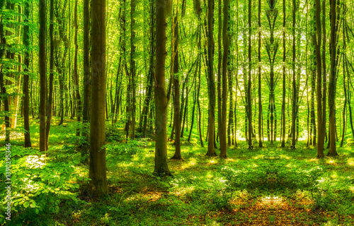 Obraz na płótnie green forest in the morning w salonie