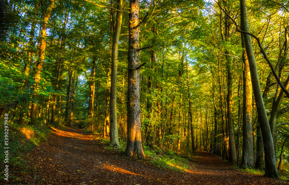 autumn forest in the morning