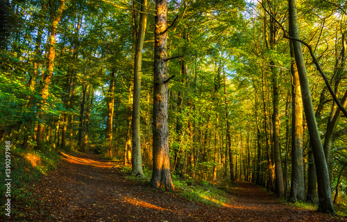Obraz na płótnie autumn forest in the morning w salonie