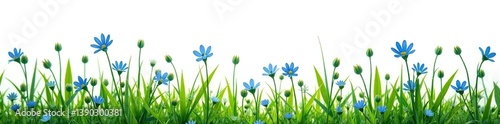 Many stems with little blue flowers and leaves in bunch of meadow grass and separately on white background,  garden,  white background