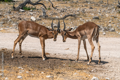 impala in the savannah