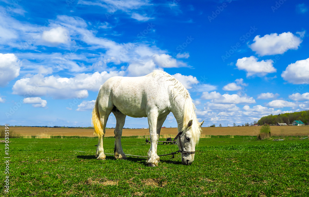 white horse in a field