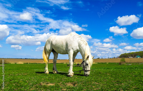 Obraz na płótnie white horse in a field w salonie