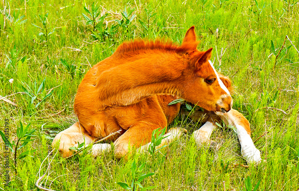 foal in the grass