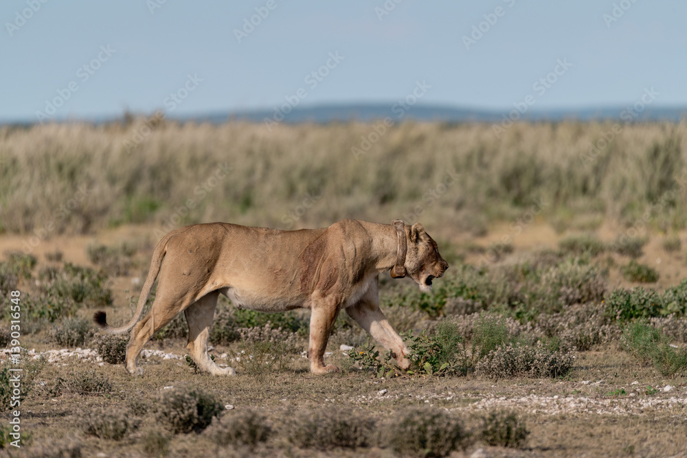 Naklejka premium Majestic African lion family together on the savannah in wild savannah, animal of Africa 