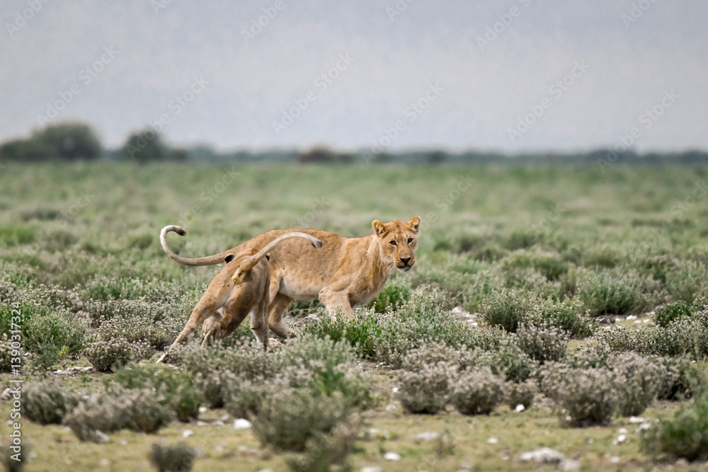 Obraz premium Majestic African lion family together on the savannah in wild savannah, animal of Africa 