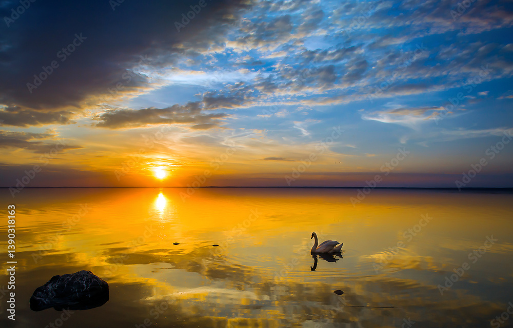 Swan in lake water at dawn