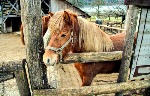 Obraz na płótnie pony in stable w salonie