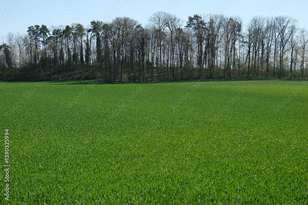 Obraz premium Grüne junge Weizen auf einem Feld im Frühling, Weizen Wachstum auf dem Acker in der Schweiz im Monat April, noch kahle Bäume im Hintergrund