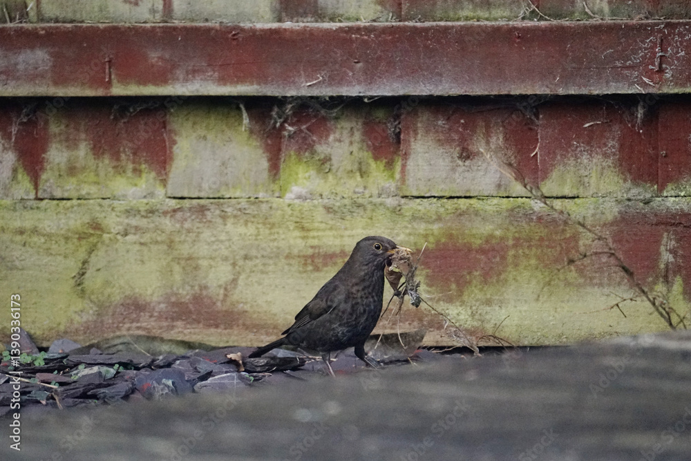Obraz premium blackbird female collecting nesting materials