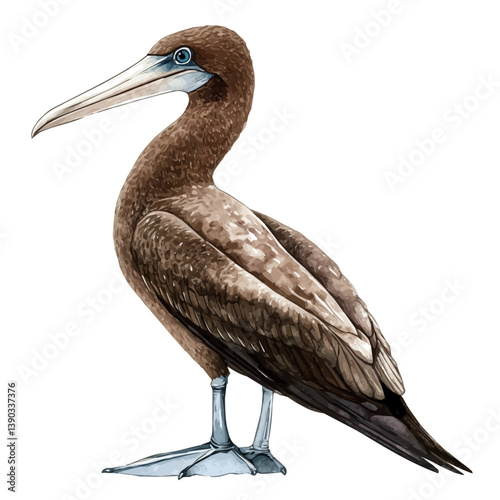 A watercolor painting of a Brown booby, isolated on a white background. Brown booby vector

