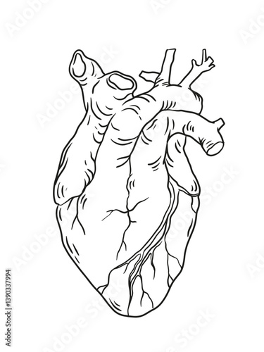Human heart outline illustration.  Line art anatomy illustration. Medicine and healthcare. Human organs structure.