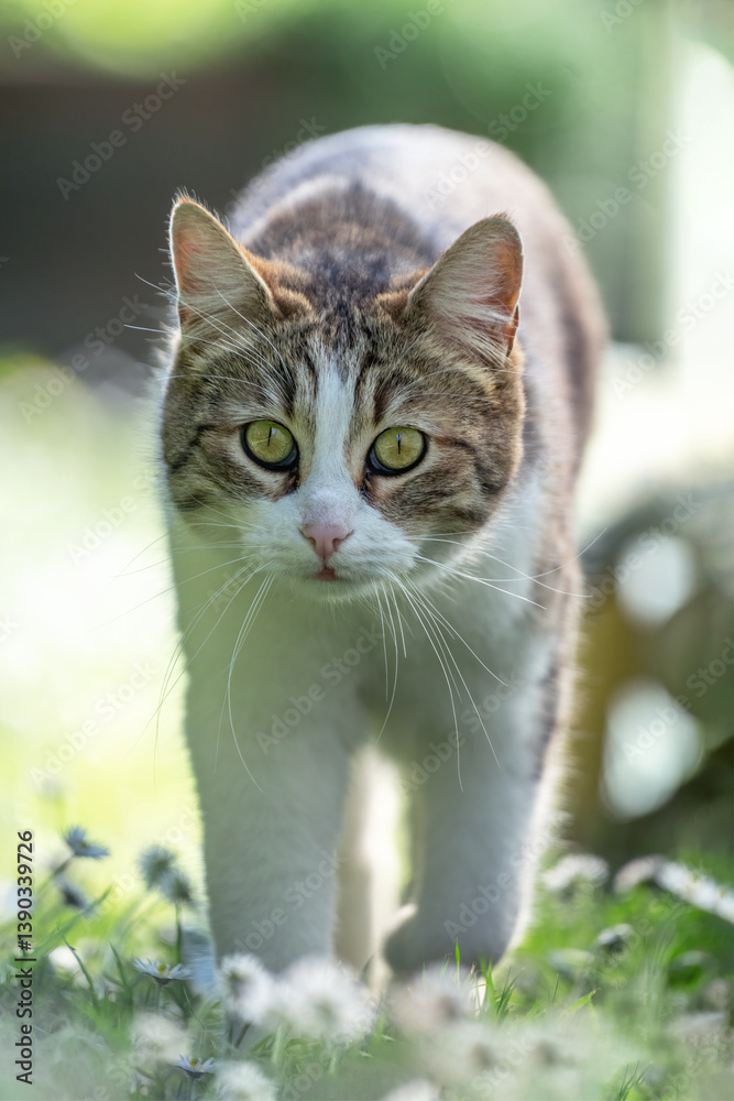 Cute kitten with green eyes moving towards the camera in a meadow full of white flowers.
