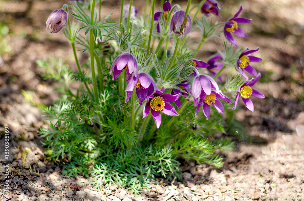 Purple pasque flowers blooming in spring garden