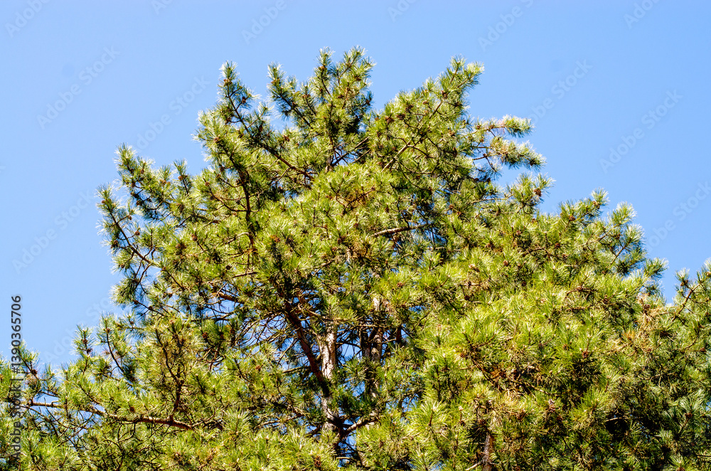 Pine Tree Top Isolated Blue Sky Pine Tree Top Isolated Blue Sky
