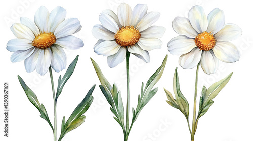 Elegant Watercolor White Daisies Floral Botanical Illustration Nature Design Three Flowers Isolated Transparent Background Art Pure Soft Daisy    