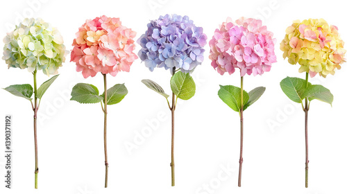 Obraz na płótnie Five Pastel Hydrangea Blooms Isolated Transparent Background Floral Photography Spring Summer Design Element Nature Botany Pink Soft Leaf Stem w salonie