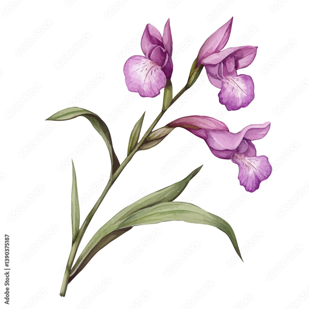 A watercolor painting of a Bletilla branch, isolated on a white background. Bletilla branch vector
A watercolor painting of a Bletilla branch, isolated on a white background. Bletilla branch vector