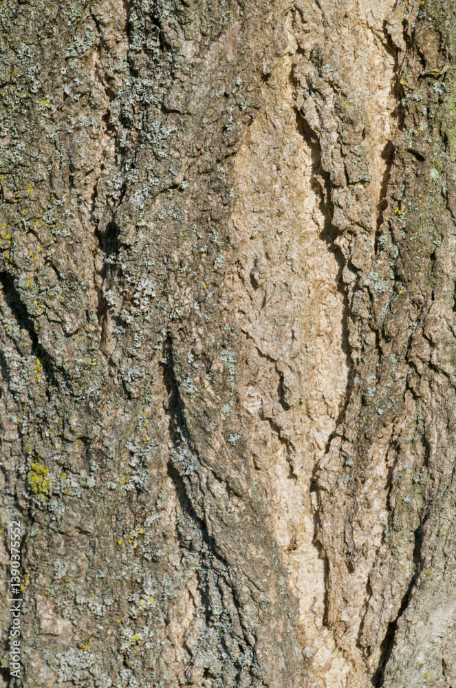 Beautiful close-up of the bark of robinia pseudoacacia Beautiful close-up of the bark of robinia pseudoacacia