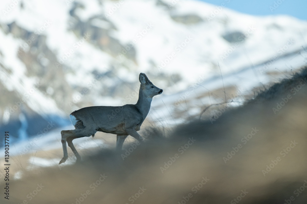 Side view of running roe deer in a winter grassland against snowy mountains background at the sun is rising. Alps Mountains, Species: Capreolus capreolus.