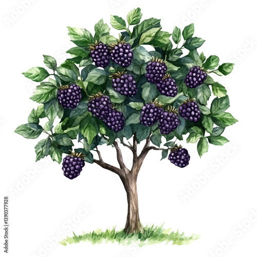A watercolor painting of a Blackberry tree, isolated on a white background. Blackberry tree vector

