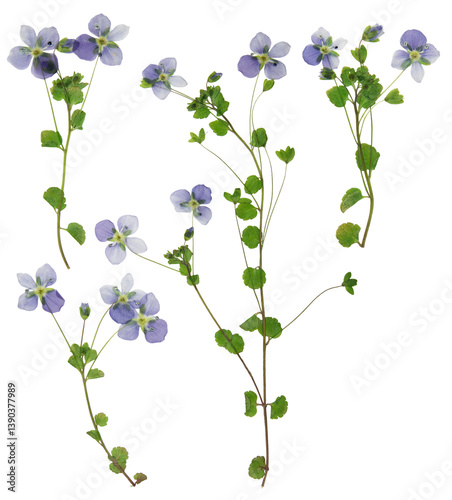 Set of dried veronica officinalis flowers. Digital herbarium, scrapbooking. Flowers, leaves of veronica officinalis, isolated on a white background. Herbarium.