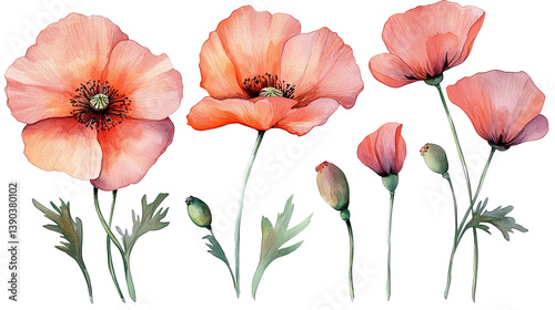 Obraz na płótnie Elegant Watercolor Peach Poppies Floral Botanical Illustration Design Element Set Nature Red Art Pink Soft Poppy Plant Bloom Petal w salonie