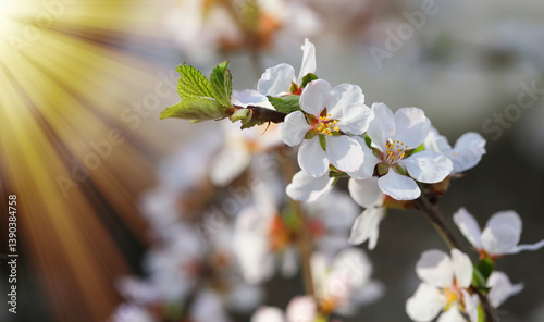 Close-up of a branch with a blooming white cherry with a blurred background in the garden on a sunny spring day. Beautiful cherry blossoms, floral background, spring sky.
