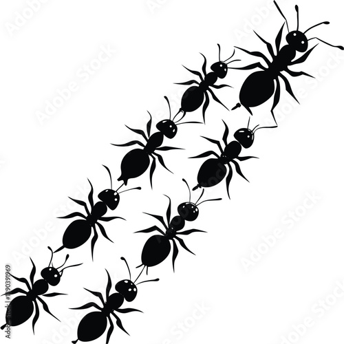 black ants on white background