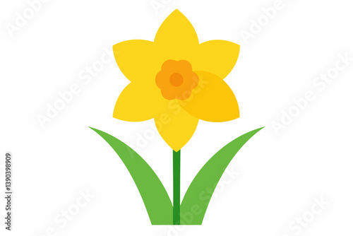 yellow daffodils isolated